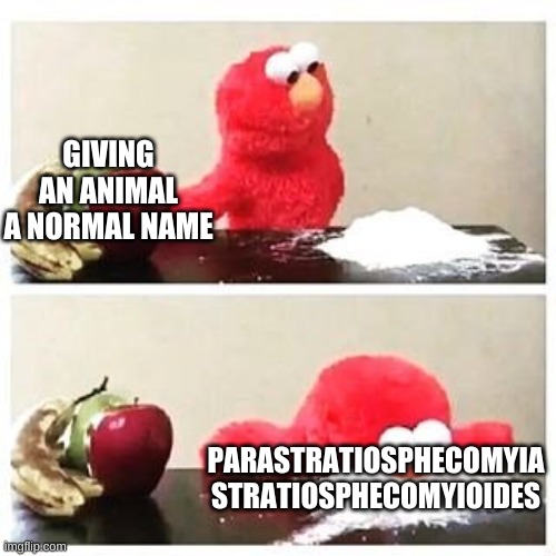 What scientists so | GIVING AN ANIMAL A NORMAL NAME; PARASTRATIOSPHECOMYIA STRATIOSPHECOMYIOIDES | image tagged in elmo cocaine | made w/ Imgflip meme maker