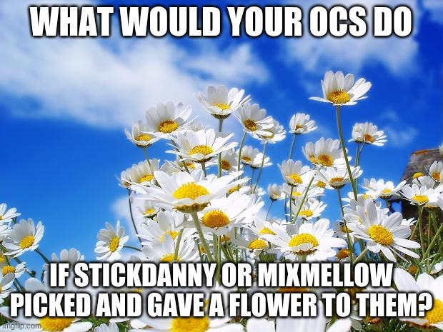 spring daisy flowers | WHAT WOULD YOUR OCS DO; IF STICKDANNY OR MIXMELLOW PICKED AND GAVE A FLOWER TO THEM? | image tagged in spring daisy flowers | made w/ Imgflip meme maker