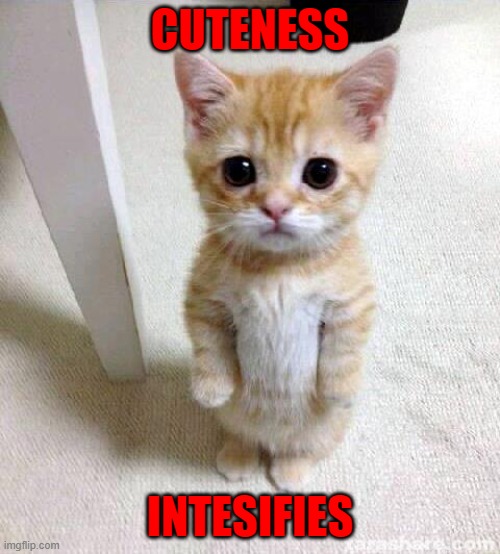 Cute Cat Meme | CUTENESS; INTESIFIES | image tagged in memes,cute cat | made w/ Imgflip meme maker