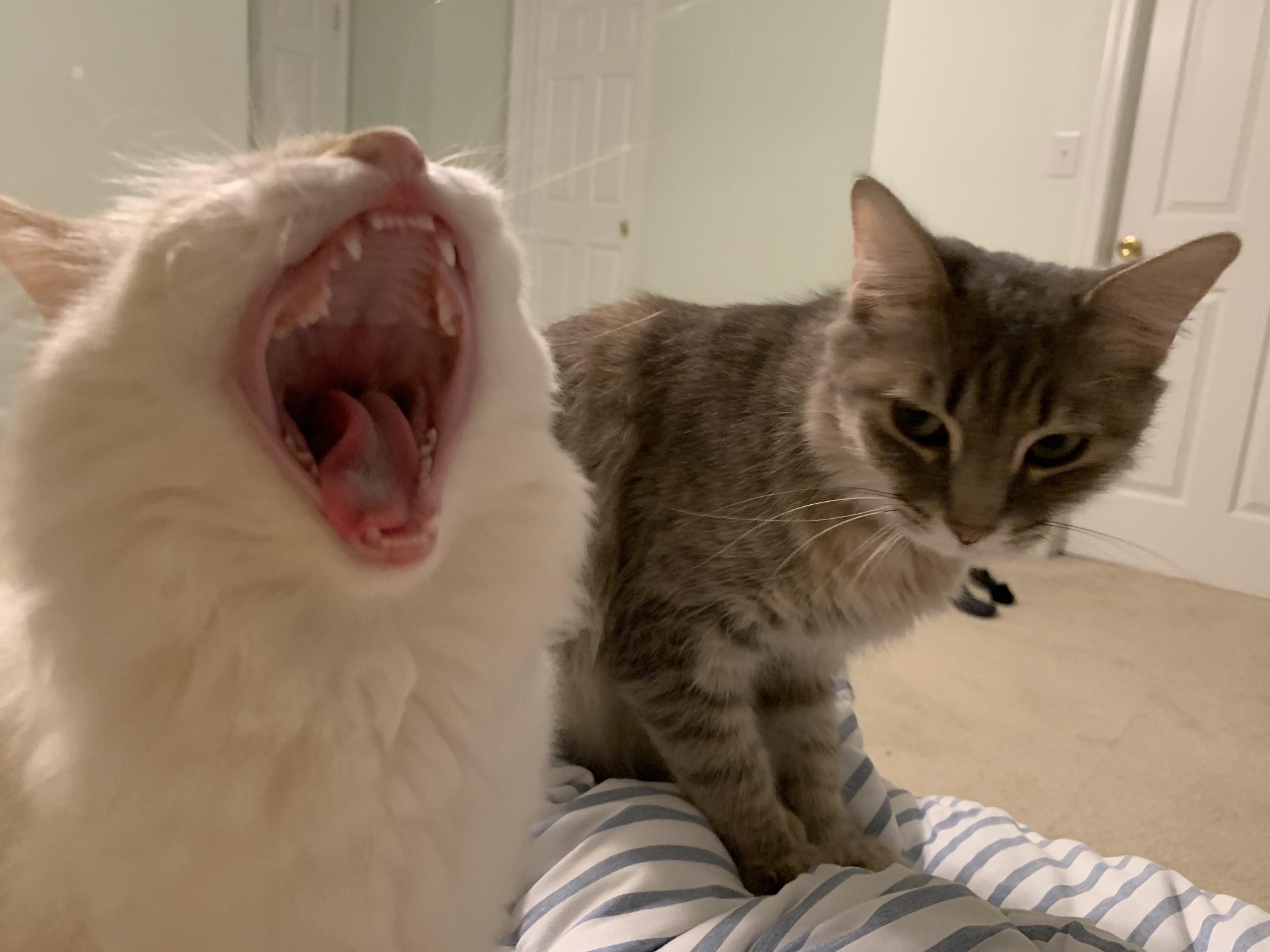 High Quality Cat Yelling Blank Meme Template
