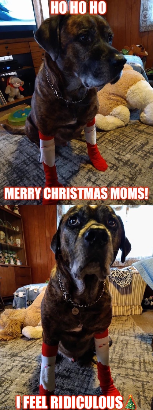 Ho Ho Ho... Merry Christmas Moms, I feel ridiculous | I FEEL RIDICULOUS🎄 | image tagged in christmas,funny dogs | made w/ Imgflip meme maker