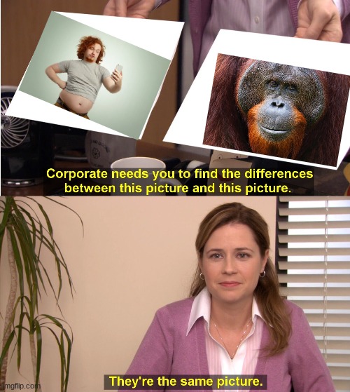 They're The Same Picture | image tagged in memes,they're the same picture,fat guy,orangutan,funny | made w/ Imgflip meme maker