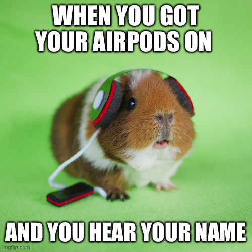 Headphones | WHEN YOU GOT YOUR AIRPODS ON; AND YOU HEAR YOUR NAME | image tagged in guinea pig headphones | made w/ Imgflip meme maker