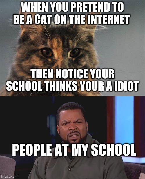 trueee | WHEN YOU PRETEND TO BE A CAT ON THE INTERNET; THEN NOTICE YOUR SCHOOL THINKS YOUR A IDIOT; PEOPLE AT MY SCHOOL | image tagged in raycats 1st template,really ice cube | made w/ Imgflip meme maker