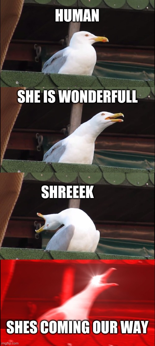 Inhaling Seagull Meme | HUMAN; SHE IS WONDERFULL; SHREEEK; SHES COMING OUR WAY | image tagged in memes,inhaling seagull | made w/ Imgflip meme maker