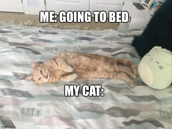 Meh cat in bed | ME: GOING TO BED; MY CAT: | image tagged in cat in bed | made w/ Imgflip meme maker