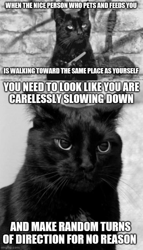 other side of hex | WHEN THE NICE PERSON WHO PETS AND FEEDS YOU; IS WALKING TOWARD THE SAME PLACE AS YOURSELF; YOU NEED TO LOOK LIKE YOU ARE
CARELESSLY SLOWING DOWN; AND MAKE RANDOM TURNS OF DIRECTION FOR NO REASON | image tagged in black cat,black cat pissed | made w/ Imgflip meme maker