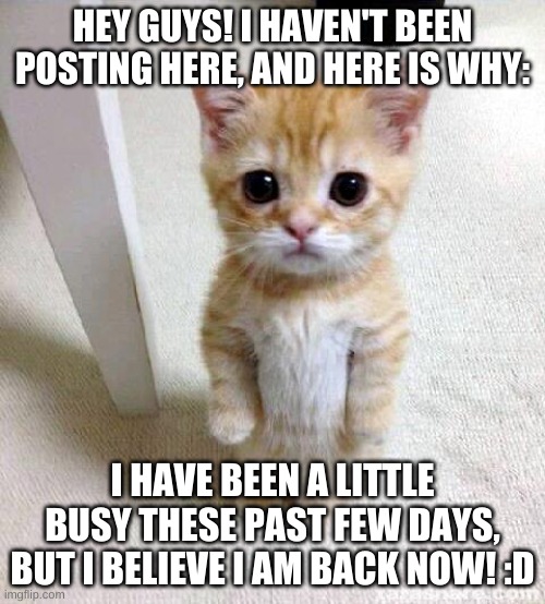 Im back! :D | HEY GUYS! I HAVEN'T BEEN POSTING HERE, AND HERE IS WHY:; I HAVE BEEN A LITTLE BUSY THESE PAST FEW DAYS, BUT I BELIEVE I AM BACK NOW! :D | image tagged in memes,cute cat | made w/ Imgflip meme maker