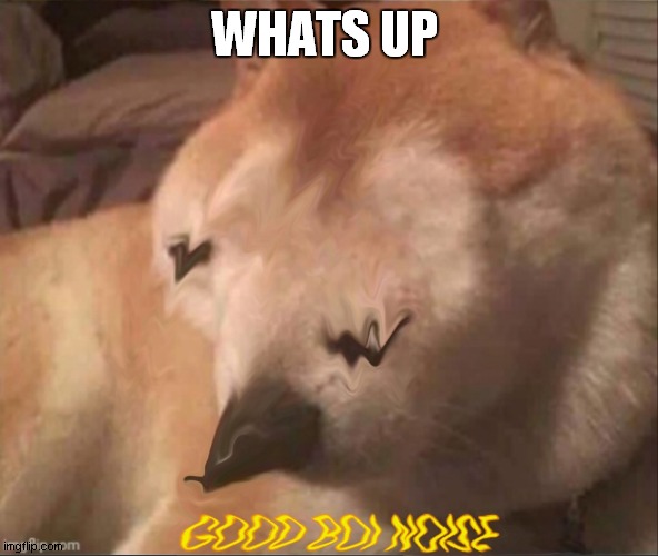 Good boi | WHATS UP | image tagged in good boi | made w/ Imgflip meme maker