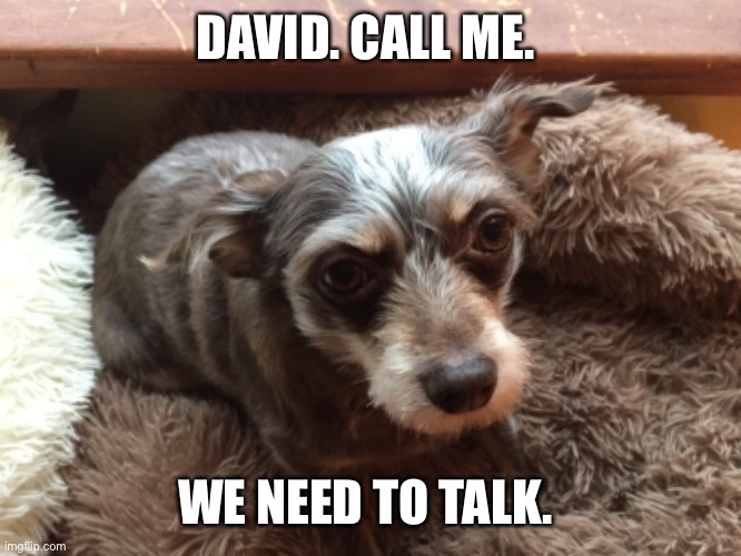DAVID. CALL ME. WE NEED TO TALK. | image tagged in dog memes | made w/ Imgflip meme maker