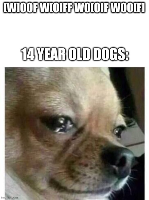 crying dog | [W]OOF W[O]FF WO[O]F WOO[F]; 14 YEAR OLD D0GS: | image tagged in crying dog | made w/ Imgflip meme maker