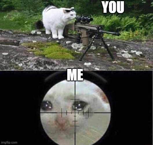 Sniper cat | YOU ME | image tagged in sniper cat | made w/ Imgflip meme maker