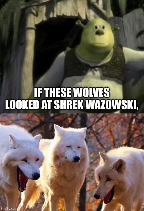 Very dank to the wolves |  IF THESE WOLVES LOOKED AT SHREK WAZOWSKI, | image tagged in shocked shrek face swap,two wolves laughing,funny,memes,dank memes,face swap | made w/ Imgflip meme maker