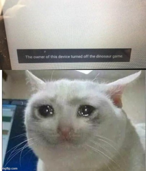nooooooooooooooooo | image tagged in crying cat | made w/ Imgflip meme maker