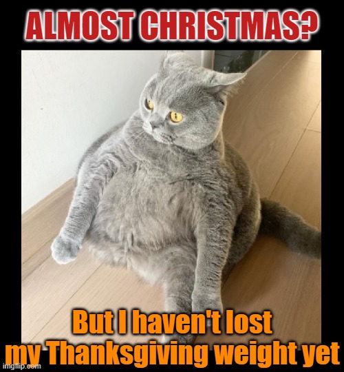 How time flies | ALMOST CHRISTMAS? But I haven't lost my Thanksgiving weight yet | image tagged in christmas,cats,funny cats,diet,weight gain,weight loss | made w/ Imgflip meme maker