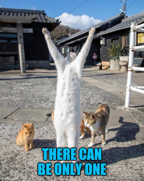 The Kittening | THERE CAN BE ONLY ONE | image tagged in cats,the kittening | made w/ Imgflip meme maker