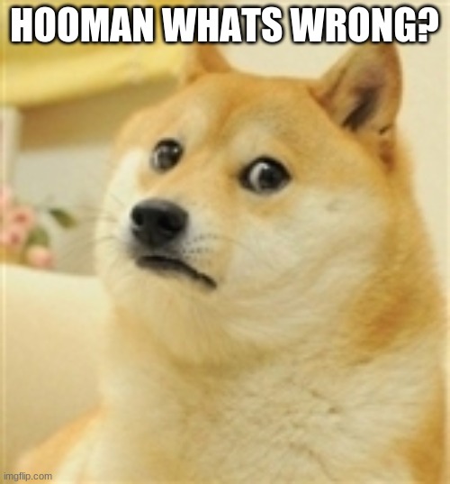 Sad Doge | HOOMAN WHATS WRONG? | image tagged in sad doge | made w/ Imgflip meme maker