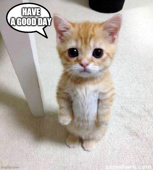 Cute Cat Meme | HAVE A GOOD DAY | image tagged in memes,cute cat | made w/ Imgflip meme maker