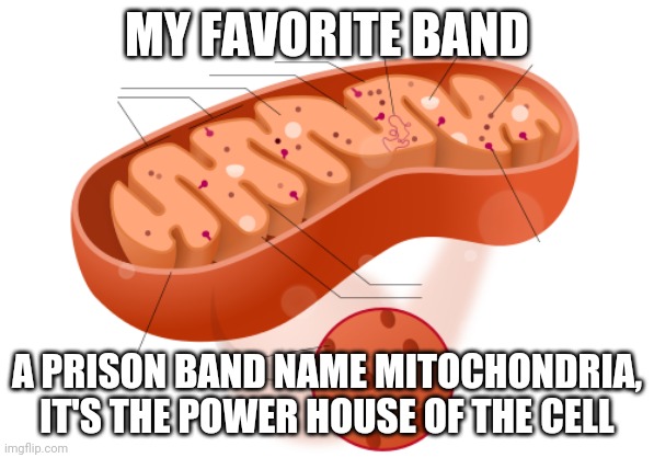 Mitochondria | MY FAVORITE BAND; A PRISON BAND NAME MITOCHONDRIA, IT'S THE POWER HOUSE OF THE CELL | image tagged in nerd,cell,science,power,house | made w/ Imgflip meme maker