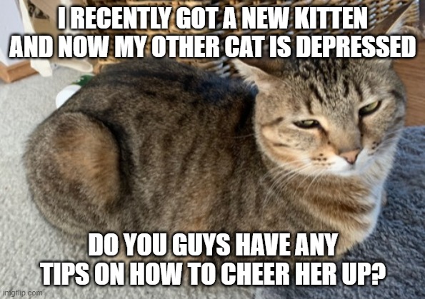 Cat loaf | I RECENTLY GOT A NEW KITTEN AND NOW MY OTHER CAT IS DEPRESSED; DO YOU GUYS HAVE ANY TIPS ON HOW TO CHEER HER UP? | image tagged in cat loaf,cats,amber,depression | made w/ Imgflip meme maker