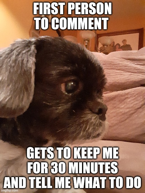 sad dog | FIRST PERSON TO COMMENT; GETS TO KEEP ME FOR 30 MINUTES AND TELL ME WHAT TO DO | image tagged in sad dog | made w/ Imgflip meme maker