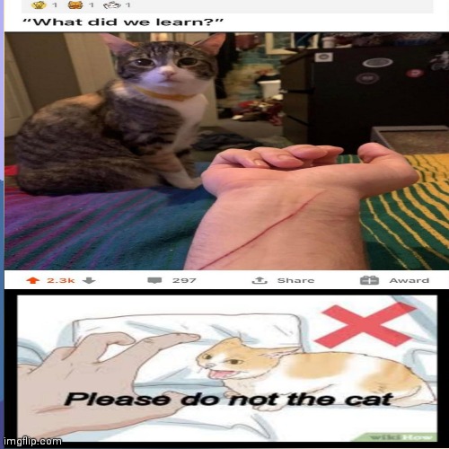 Please do not the cat | image tagged in please do not the cat,pls,do,not,the,cat | made w/ Imgflip meme maker