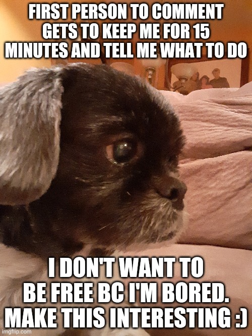 sad dog | FIRST PERSON TO COMMENT GETS TO KEEP ME FOR 15 MINUTES AND TELL ME WHAT TO DO; I DON'T WANT TO BE FREE BC I'M BORED. MAKE THIS INTERESTING :) | image tagged in sad dog | made w/ Imgflip meme maker