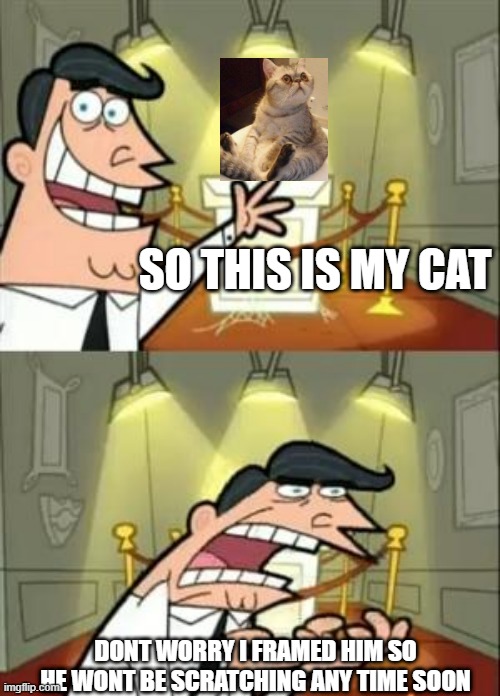 Framed catz | SO THIS IS MY CAT; DONT WORRY I FRAMED HIM SO HE WONT BE SCRATCHING ANY TIME SOON | image tagged in memes,this is where i'd put my trophy if i had one | made w/ Imgflip meme maker