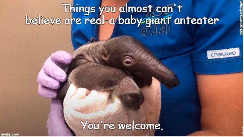Baby giant anteater | Things you almost can't believe are real-a baby giant anteater; You're welcome. | image tagged in you're welcome | made w/ Imgflip meme maker