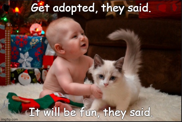 it will be fun | Get adopted, they said. It will be fun, they said. | image tagged in cats | made w/ Imgflip meme maker