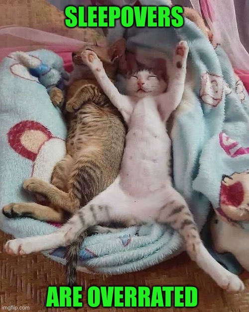 Go Home. PLEASE! | SLEEPOVERS; ARE OVERRATED | image tagged in funny memes,relationships,sleepover,funny cat memes | made w/ Imgflip meme maker