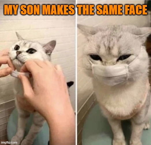 MY SON MAKES THE SAME FACE | image tagged in cats,pandemic,face mask,covid-19,funny cats,pets | made w/ Imgflip meme maker