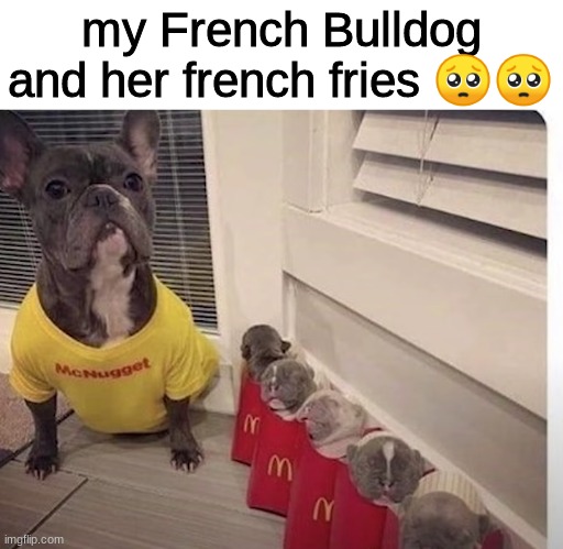 ?so cute | my French Bulldog and her french fries 🥺🥺 | image tagged in funny memes,funny dogs | made w/ Imgflip meme maker