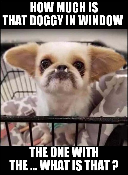 Pet Shop Horror ! | HOW MUCH IS THAT DOGGY IN WINDOW; THE ONE WITH THE … WHAT IS THAT ? | image tagged in fun,dogs,petshop,petstore,frontpage | made w/ Imgflip meme maker
