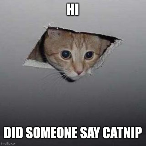 Maybe | HI; DID SOMEONE SAY CATNIP | image tagged in memes,ceiling cat | made w/ Imgflip meme maker