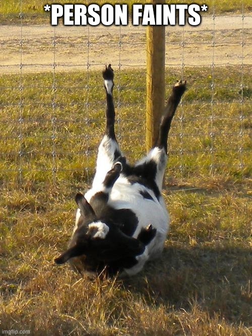 Fainting Goat | *PERSON FAINTS* | image tagged in fainting goat | made w/ Imgflip meme maker
