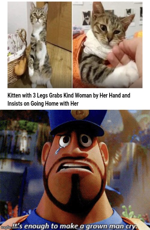 Kitten with three legs | image tagged in it's enough to make a grown man cry,wholesome,memes,funny,kitten,kittens | made w/ Imgflip meme maker
