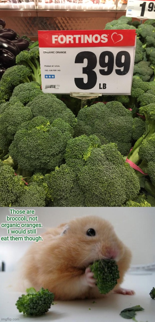 Broccoli | Those are broccoli, not organic oranges. I would still eat them though. | image tagged in broccoli hamster,broccoli,you had one job,memes,meme,fails | made w/ Imgflip meme maker