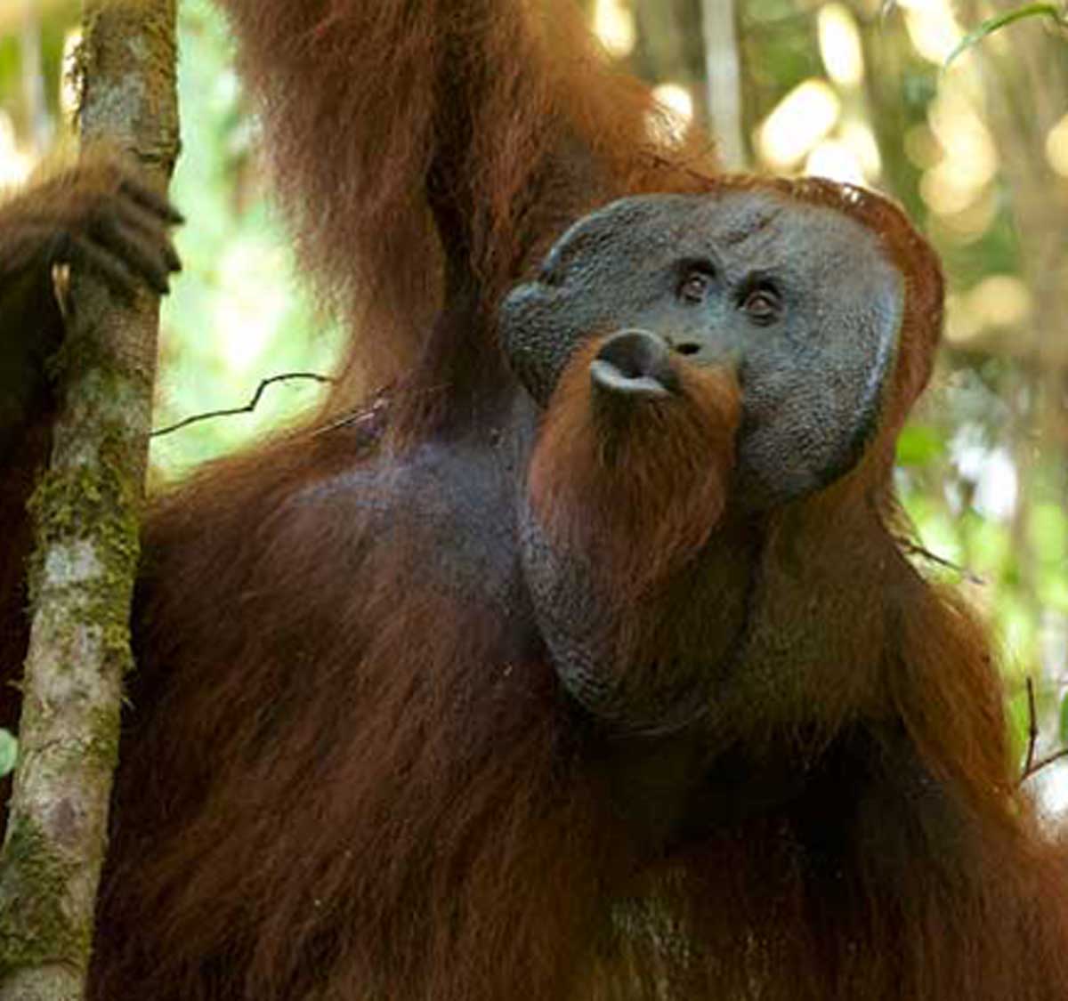 Orangutan Blank Meme Template
