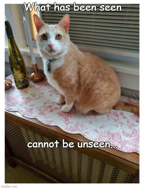 What has been seen | What has been seen; cannot be unseen... | image tagged in funny cats | made w/ Imgflip meme maker