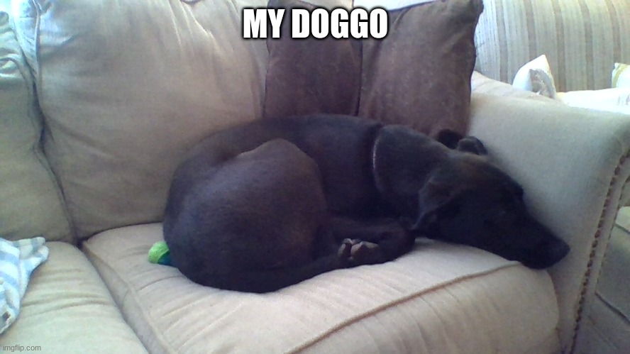 first image on this stream | MY DOGGO | image tagged in doggo,doggo week,doggos | made w/ Imgflip meme maker