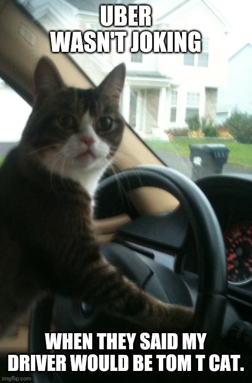 Uh, think I'll walk | UBER WASN'T JOKING; WHEN THEY SAID MY DRIVER WOULD BE TOM T CAT. | image tagged in jojo the driving cat | made w/ Imgflip meme maker
