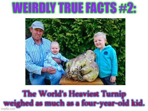 Weirdly True Fact #2: World's Heaviest Turnip | WEIRDLY TRUE FACTS #2:; The World's Heaviest Turnip weighed as much as a four-year-old kid. | image tagged in weirdly true facts | made w/ Imgflip meme maker