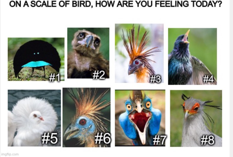 How are you feeling on this bird scale? | image tagged in birds,animals,feelings | made w/ Imgflip meme maker
