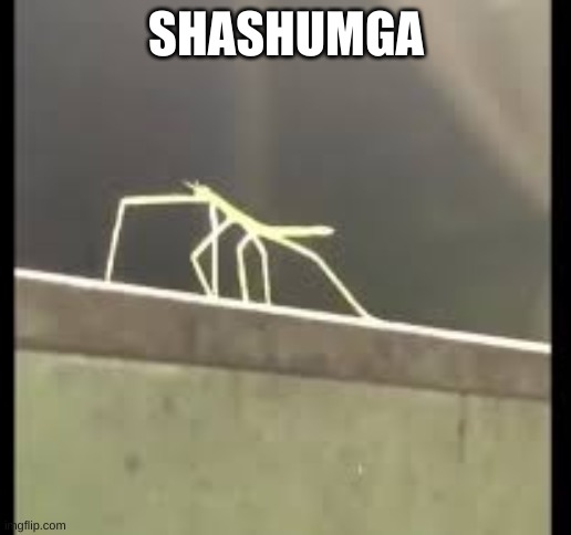 Stickbug | SHASHUMGA | image tagged in stickbug | made w/ Imgflip meme maker