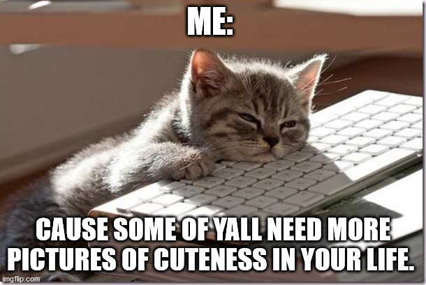 Bored Keyboard Cat | ME:; CAUSE SOME OF YALL NEED MORE PICTURES OF CUTENESS IN YOUR LIFE. | image tagged in bored keyboard cat | made w/ Imgflip meme maker