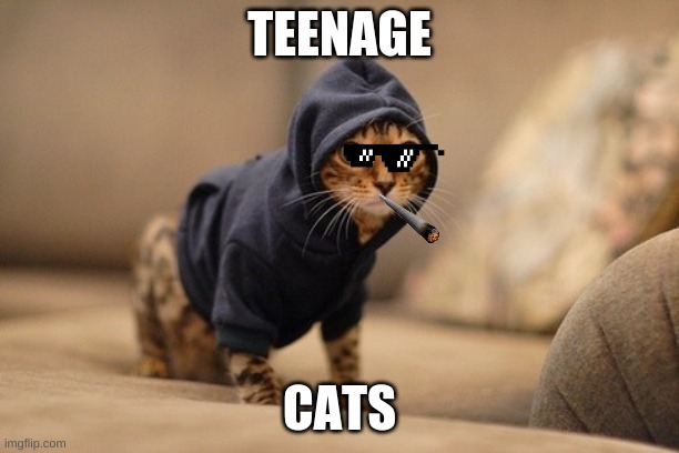 Teen cats | TEENAGE; CATS | image tagged in memes,hoody cat | made w/ Imgflip meme maker