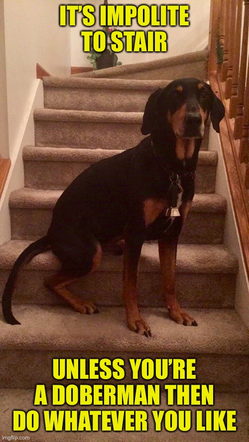 “Stairing” Contest | IT’S IMPOLITE TO STAIR; UNLESS YOU’RE A DOBERMAN THEN
DO WHATEVER YOU LIKE | image tagged in doberman,stare,stair,etiquette | made w/ Imgflip meme maker