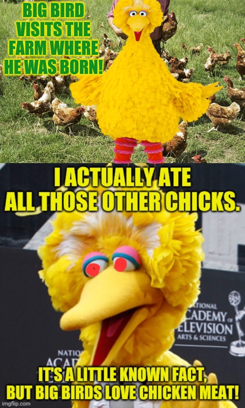 One of these things is not like the other... | BIG BIRD VISITS THE FARM WHERE HE WAS BORN! | image tagged in chickens,meat,big bird,flock of chickens,farm,nom nom nom | made w/ Imgflip meme maker
