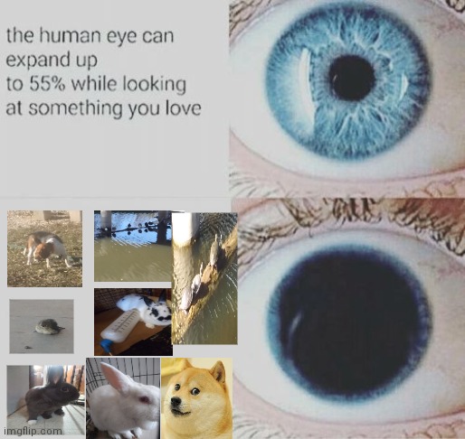 I mean animals in that =) (I took every picture but doge) | image tagged in eye pupil expand | made w/ Imgflip meme maker